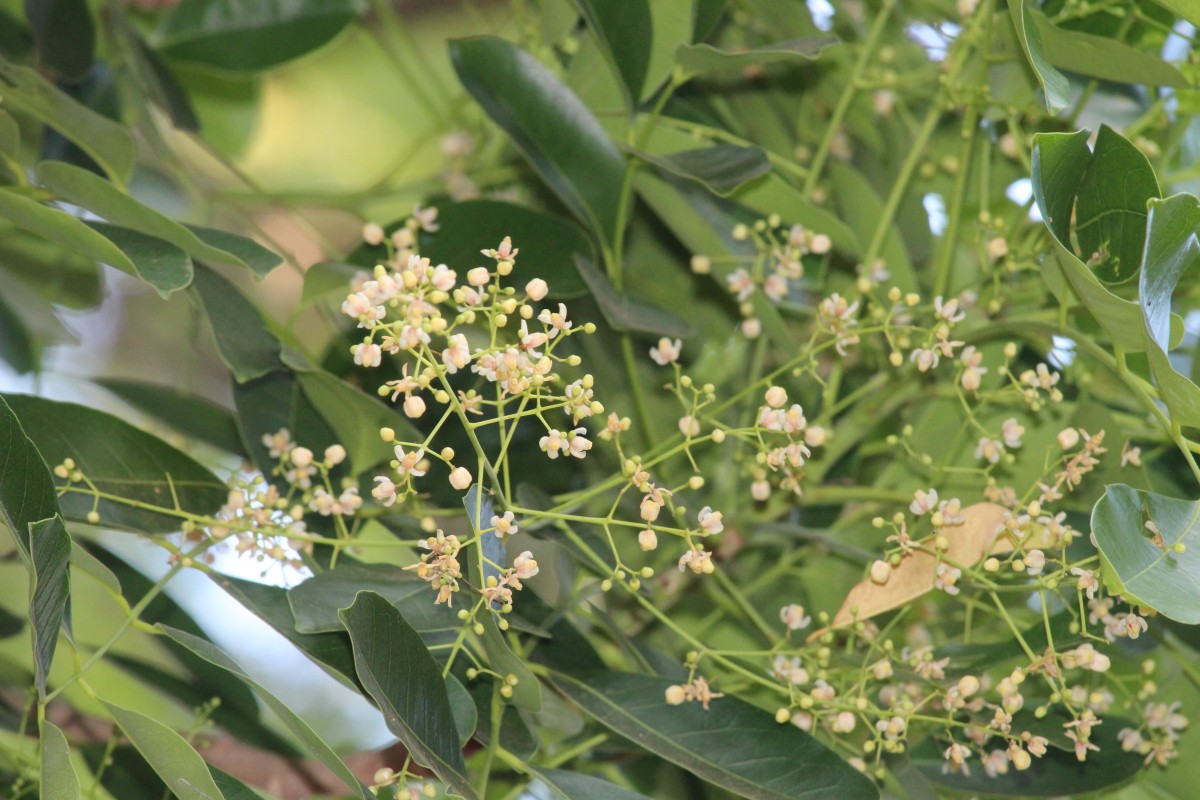 Khaya senegalensis (Desv.) A.Juss.